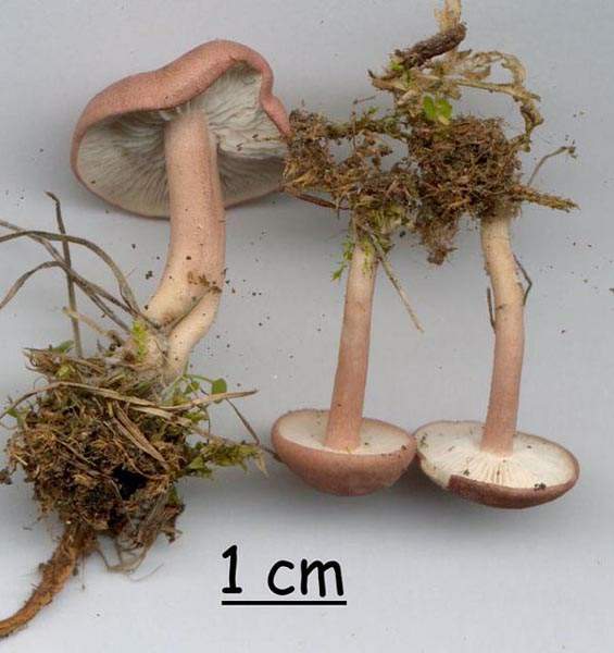 Calocybe carnea